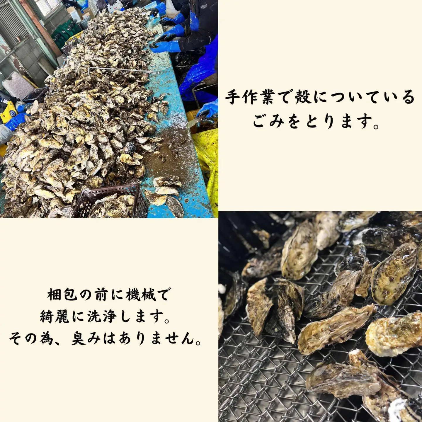 【ふるなび限定】【2027年発送】殻付き牡蠣・むき身セット 合計3.5kg【牡蠣】