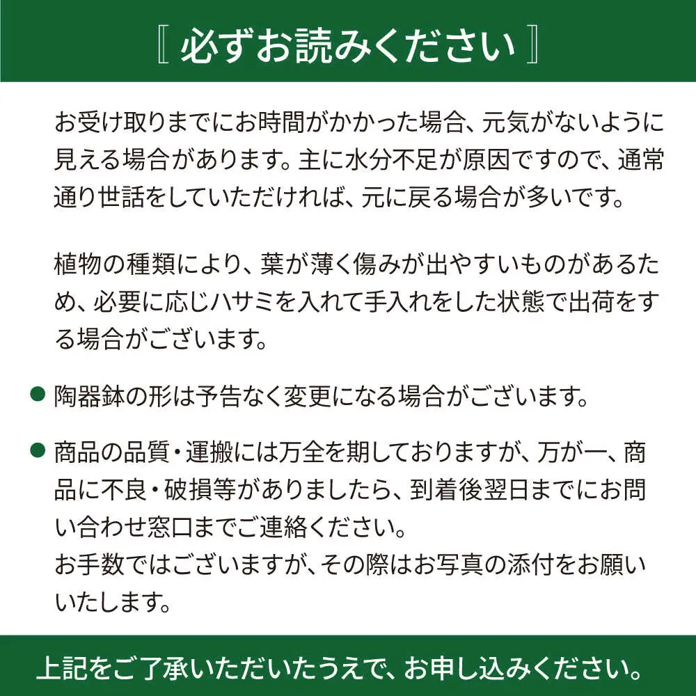 キラキラ輝く砂漠の宝石 『ハオルチア・オブツーサ』 糸島市 / cocoha&nbsp;観葉植物 グリーン 緑 インテリア[AWB043]