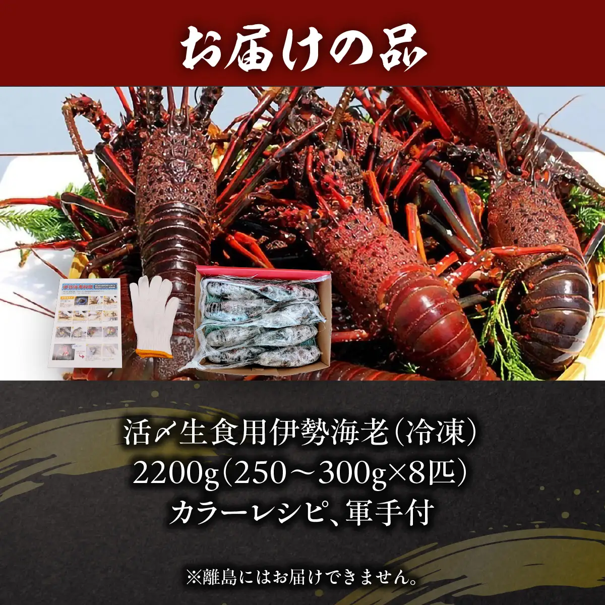 活〆生食用伊勢海老（冷凍）2200g（250～300g)×8匹  ONJB037