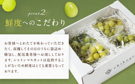 【訳あり】農園直送！ シャインマスカット 約2kg 【2026年8月発送予定】 ぶどう マスカット 果物 フルーツ