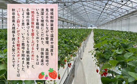 いちご訳あり品種指定不可いちご【400g(200g×2)】