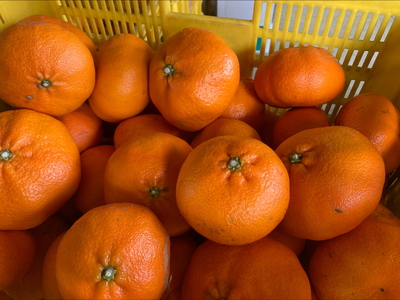 【2027年先行予約】みかん 甘平 5kg M～３Ｌサイズ バラ詰め 農園直送【2027年2月上旬から順次発送予定】 愛媛 数量限定 愛媛県産 人気 柑橘 伊予市｜ B515