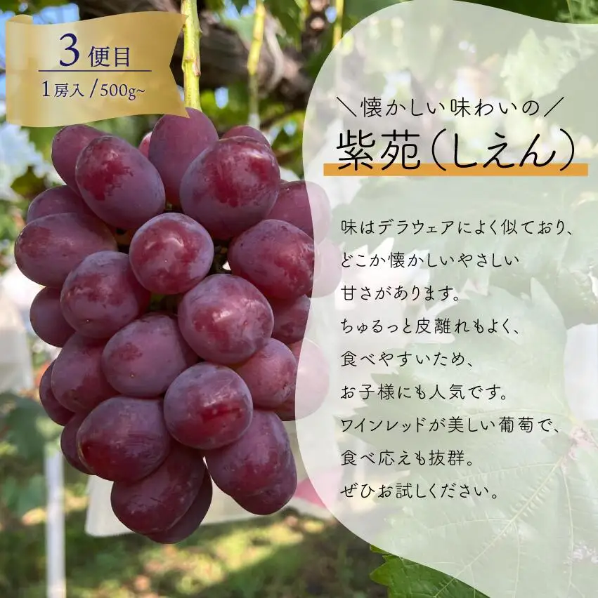 1房お試し定期便! ピオーネ・シャインマスカット・紫苑の3回便(定期便)(岡山県産) 【2026年先行予約】 【KF-T057-01】