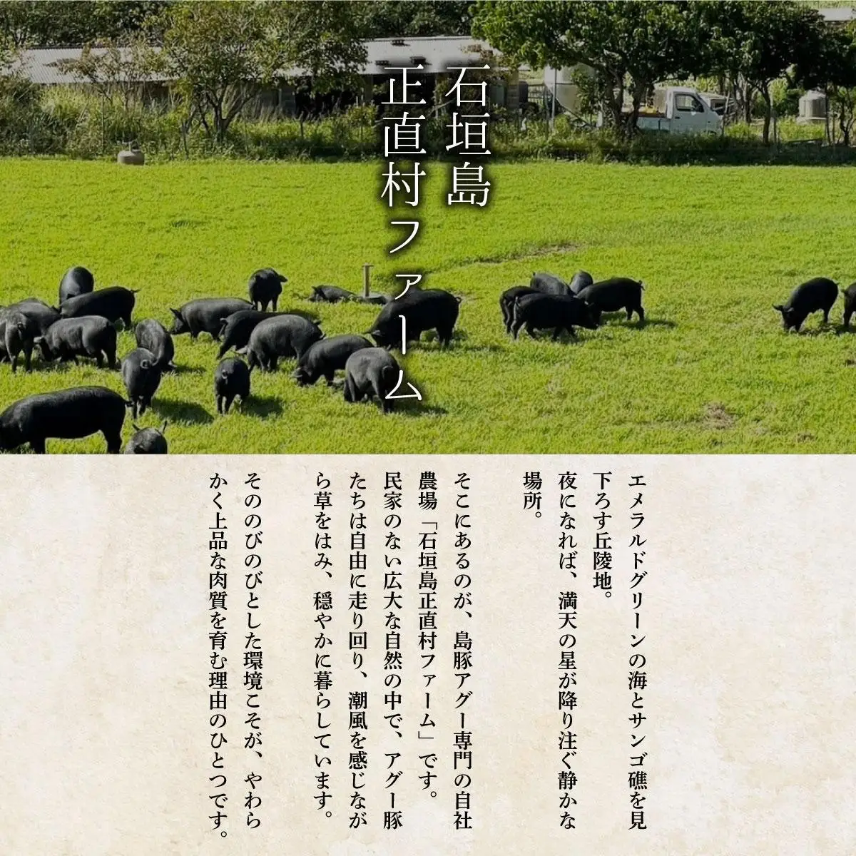 満天アグー ローストポーク 300g ハンバーグ 150g×2 ウインナー 200g×2
