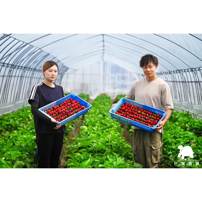 【先行受付】埼玉県限定品種あまりん(250g×2パック) 約500g【配送不可地域：離島】【1687064】