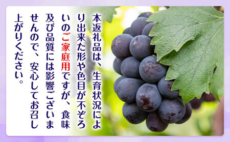 【先行予約】ぶどう ご家庭用 ピオーネ 約5kg (7房~13房) もりおか農園《9月上旬-10月上旬頃出荷》岡山県 浅口市 送料無料 ぶどう フルーツ 果物 くだもの デザート おやつ【配送不可地域あり】