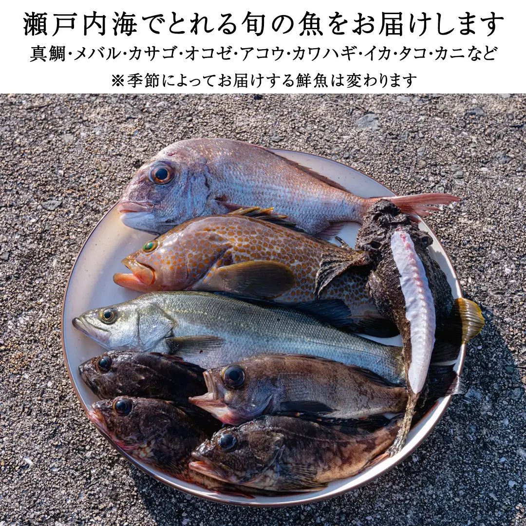 鮮魚 セット 【 配達地域限定 】 神経締め 血抜き済 2～2.5kg 冷蔵 産地直送 瀬戸内海