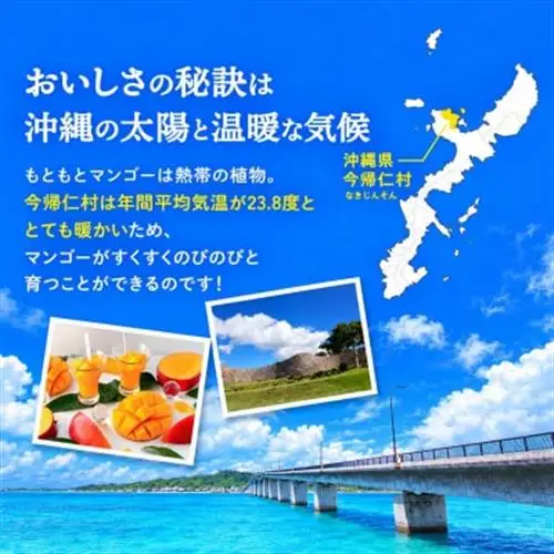 【2027年7月から順次発送・贈答用】今帰仁ゆがふ農園のアーウィンマンゴー1kg(2～3玉)【配送不可地域：離島】【1694711】