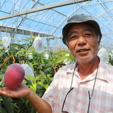 【2027年7月から順次発送・贈答用】ベテラン農家さんが作る アーウィンマンゴー1kg(2～3玉)【配送不可地域：離島】【1695284】