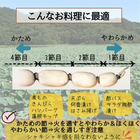 【茨城県産】掘りたてれんこん 計2kg【配送不可地域：離島・沖縄県】【1696244】
