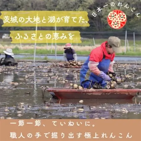 【茨城県産】掘りたて肉厚れんこん 計4kg【配送不可地域：離島・沖縄県】【1696247】
