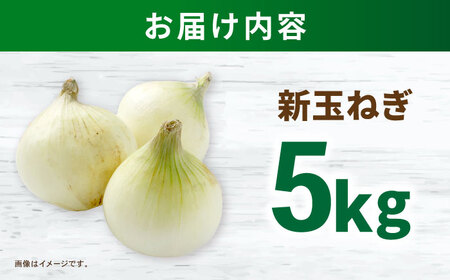タマネギ 5kg / たまねぎ タマネギ 玉ねぎ 玉葱 玉ネギ 野菜 やさい 新玉 新たま 新玉ねぎ / 諫早市 /スマイルファーム[AHFG014]