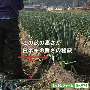 キッチンファームみどりの白ねぎ LLサイズ 1kg （土付き） 006KM02N.／ねぎ ネギ 白ネギ 白ねぎ