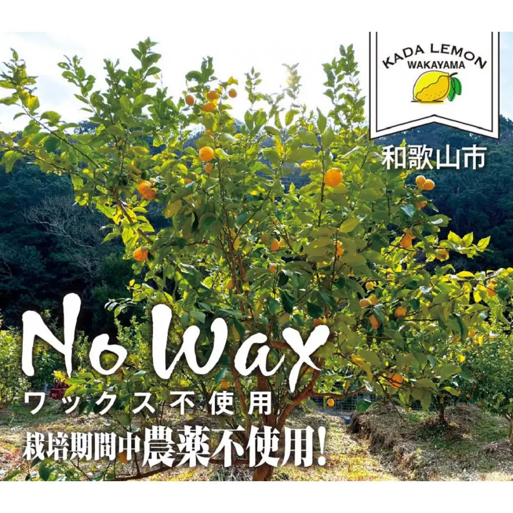 加太レモンの レモン果汁（ストレート）150ml×3本