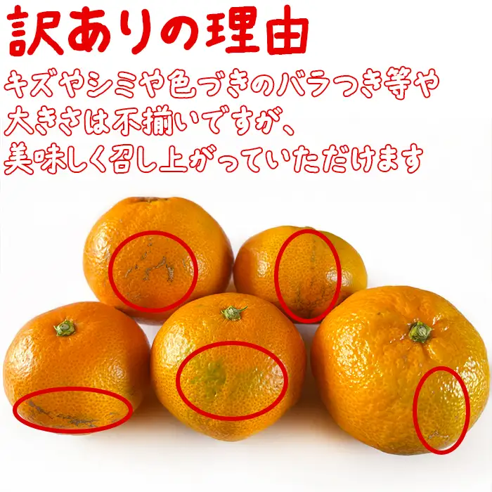 温州みかん (訳あり 家庭用) 屋根掛けハウス栽培 5kg＋傷み補償分200g (宮川早生と興津早生の混合)【土山農園】 先行予約 柑橘類 フルーツ 12月 1月 期間限定 果物 九州 ＜050-001＞