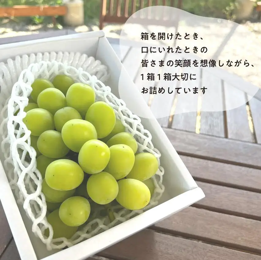 葡萄1房お試し４回便（ボッケーネ・ピオーネ・シャインマスカット・紫苑）(定期便) (岡山県産)【KF-T003-01】