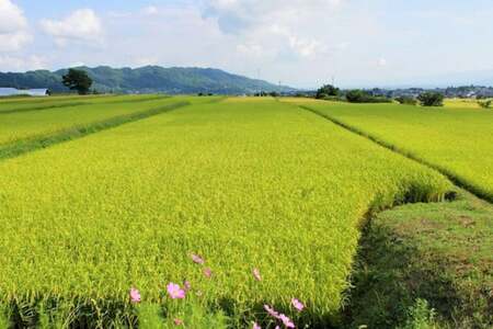 米 令和7年 精米 長野県産 コシヒカリ 5kg