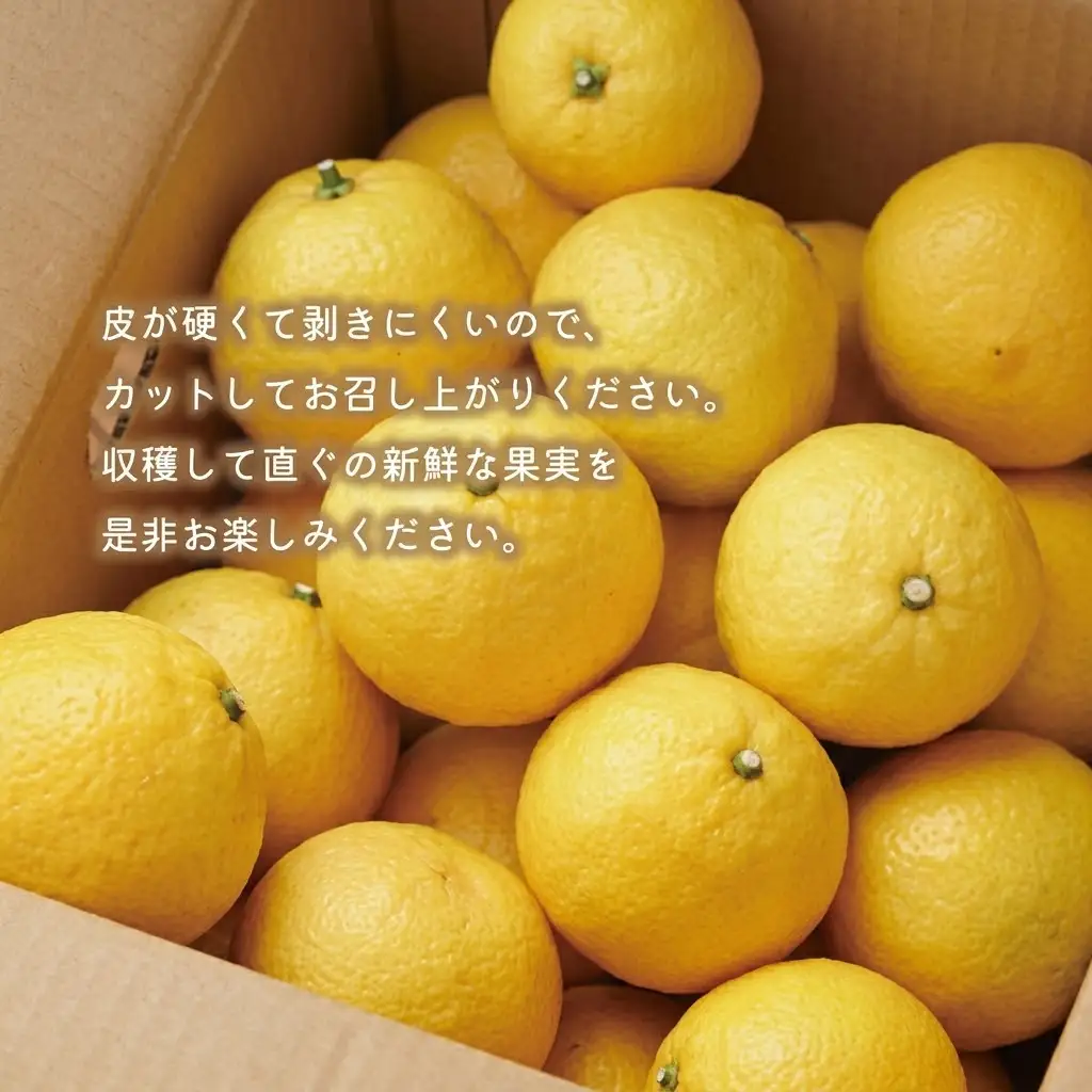 訳あり はるか 1.5kg あいなんマザーズ