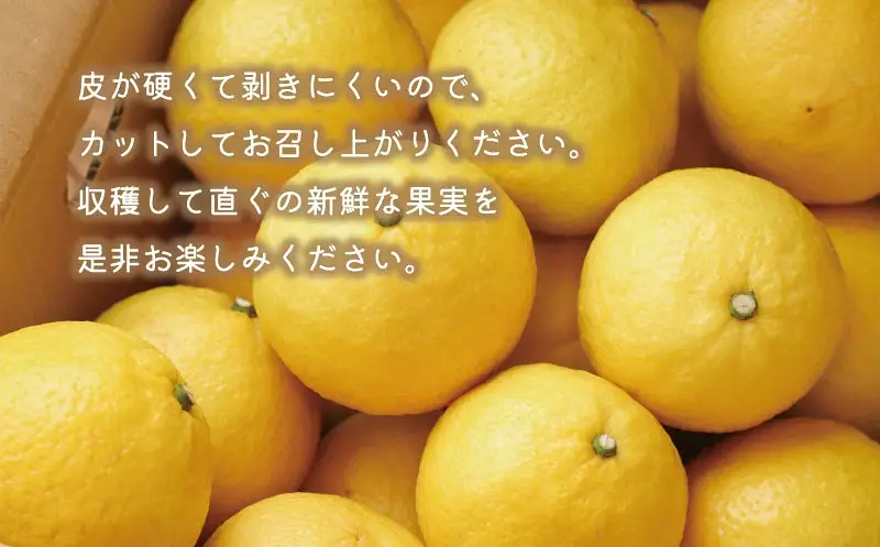 訳あり はるか 5kg あいなんマザーズ