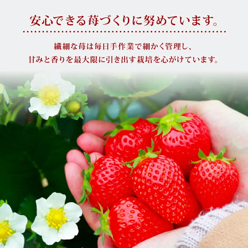 【2027年1月～発送予定】イチゴ 古都華 家庭用イチゴ 約270g×2パック