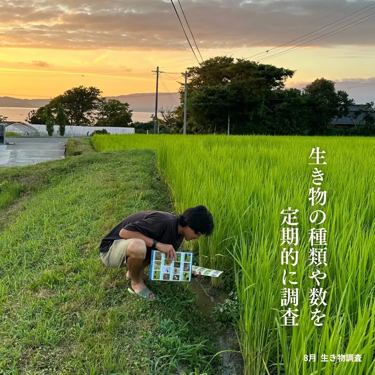 にこまる 白米 定期便 5kg 全5回 | 新潟県 佐渡市にこまる 米