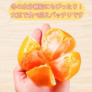 【2026年11月発送】みかん 大玉 温州みかん 5kg 2L~4L以上 くだもの 蜜柑 ミカン 小松島市