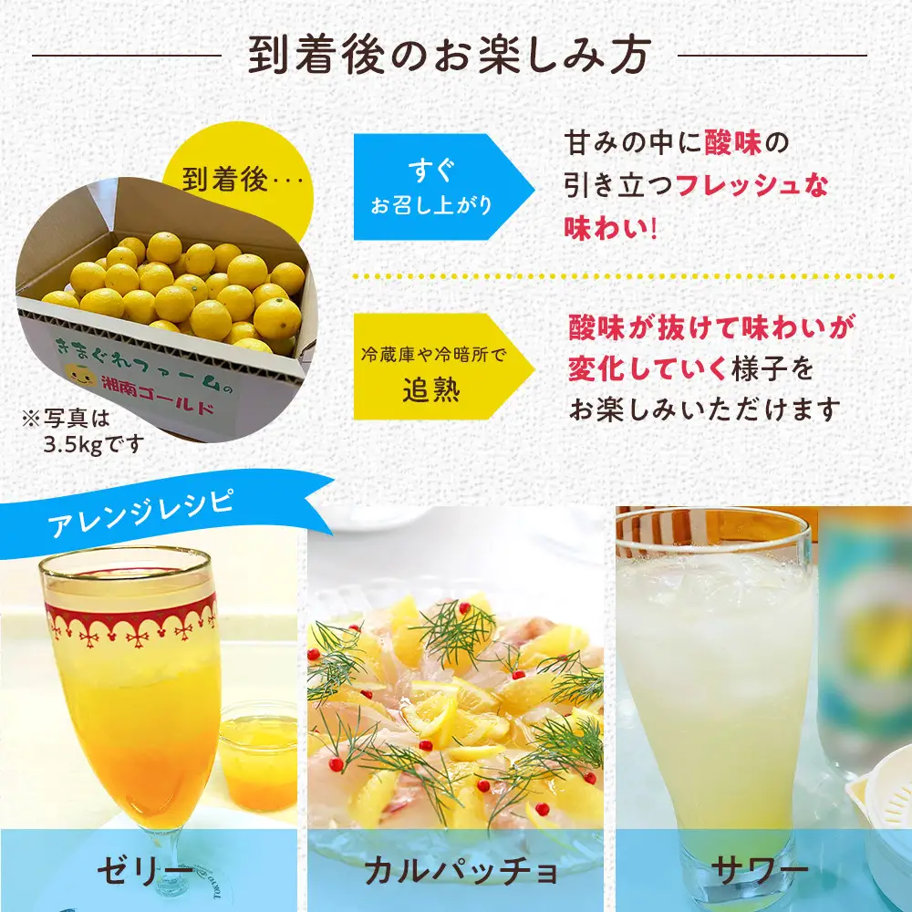 【希少フルーツ】もぎたて・湘南ゴールド(大玉)5kg　2027年1月中旬～下旬頃発送予定 | 湯河原町 大玉 5kg 種なし 柑橘系 ハウス栽培 地域特産品