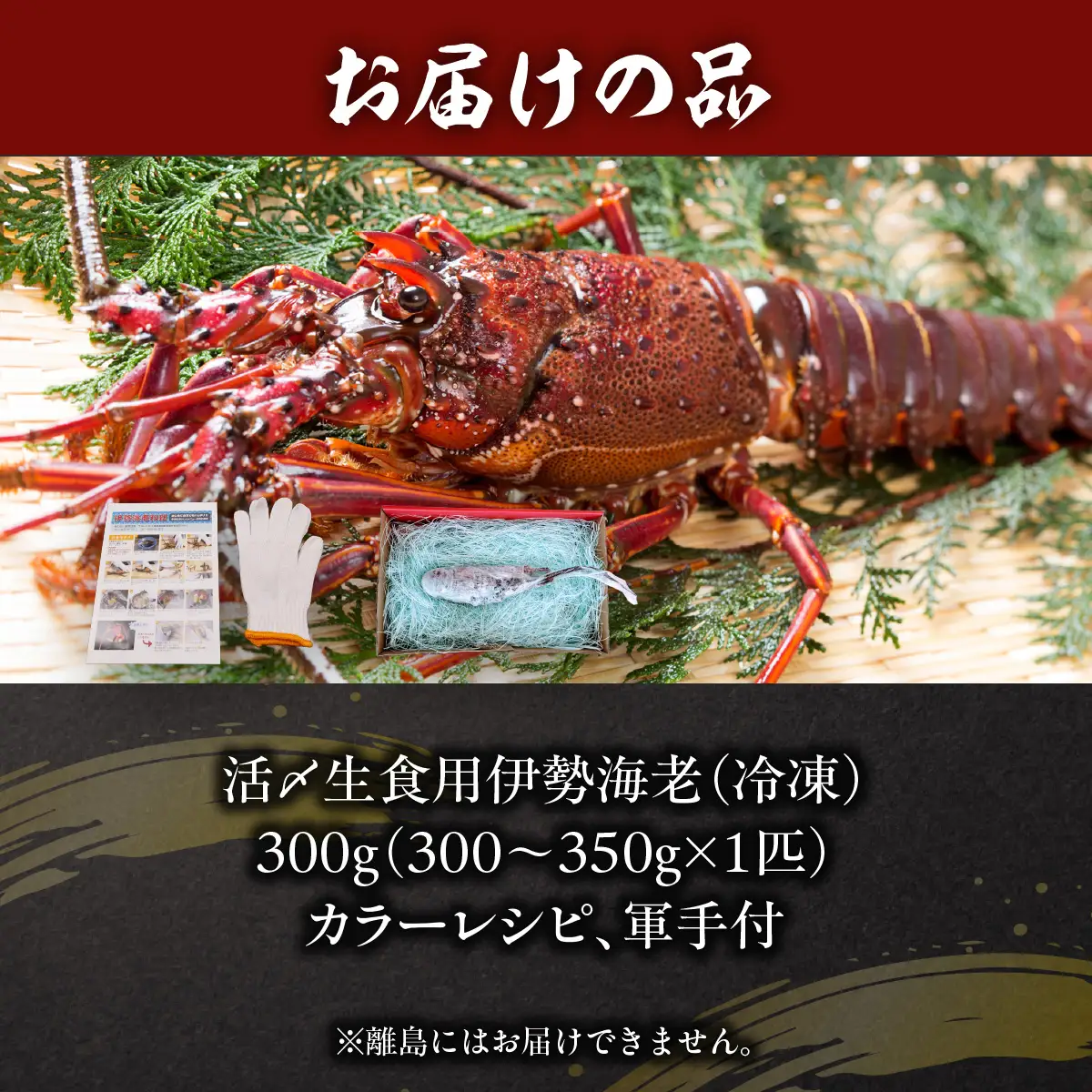 活〆生食用伊勢海老（冷凍）300g（300～350g）×1匹  ONJB038