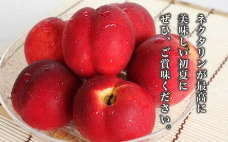 旬のネクタリン 約1.8kg 5～15玉 ［小布施屋］ 果物 フルーツ 桃 もも 長野県産 小布施 冷蔵便 クール便 産地直送 数量限定 送料無料 令和8年産 【2026年7月上旬～9月上旬発送】［H-102］