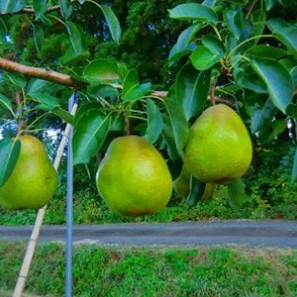《先行受付》茂木農園 秋田県産 ラ･フランス 約2.5kg L～2Lサイズ