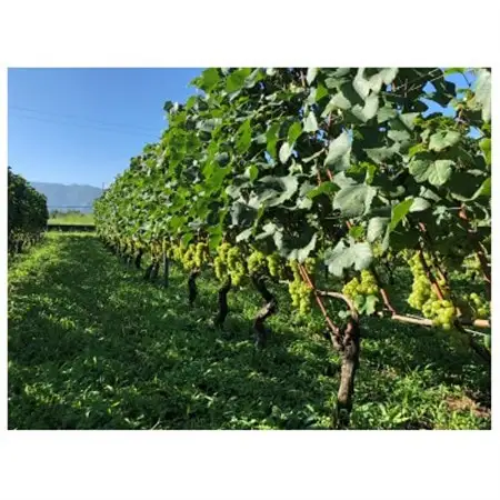 高山村産　赤ワイン　レーヴドヴァン『Reve de Vin　メルロー2023』750ml【1680458】