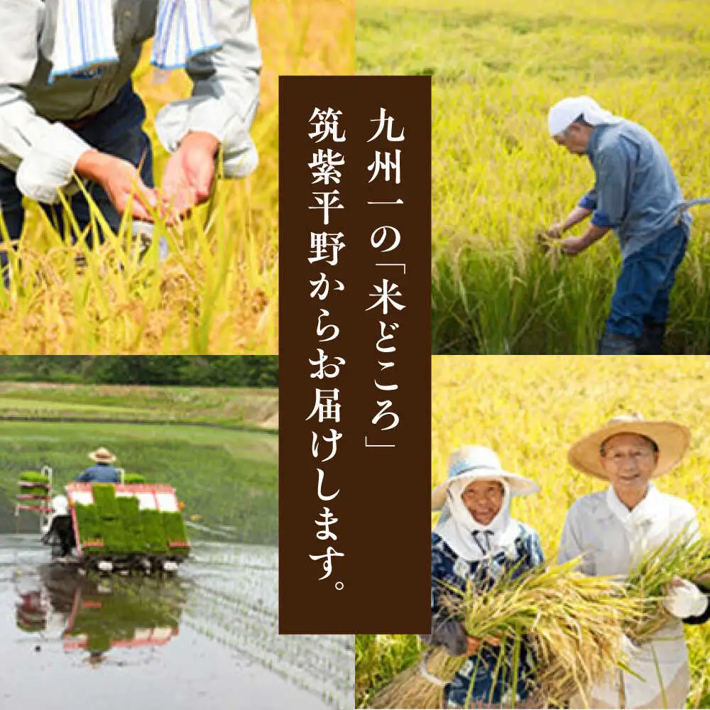 福岡県産 元気つくし 白米 5kg×1袋 [BGAF025]元気つくし