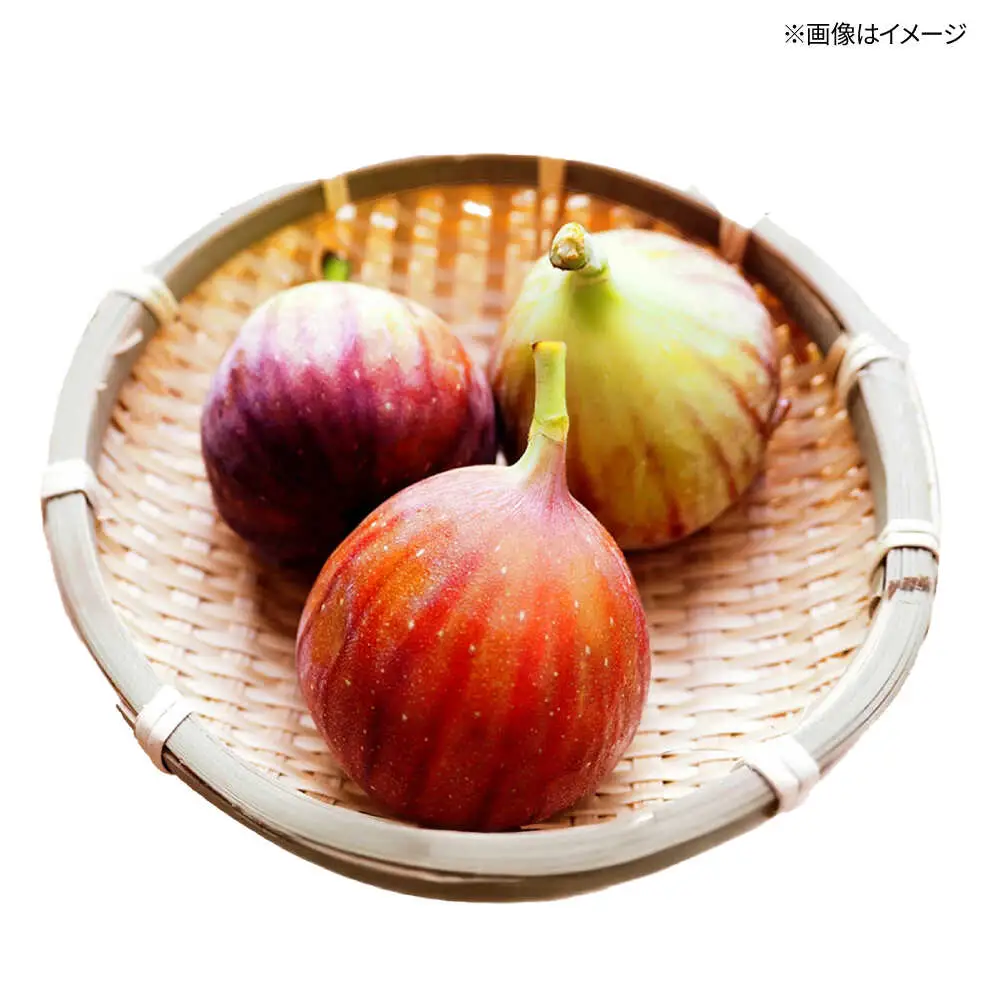 福岡県オリジナル品種　高糖度プレミアムいちじく　とよみつひめ約1.2kg／2026年9月-10月頃より発送予定 桂川町/一般社団法人地域商社ふるさぽ[ADCF015]