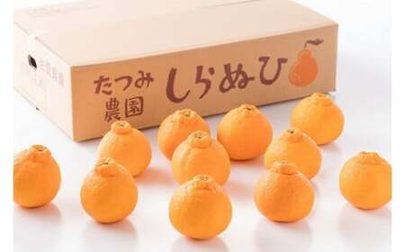 L92x2 辰見農園の春待ち「しらぬひ」小玉 5kg 【2027年2月下旬～4月下旬発送予定】