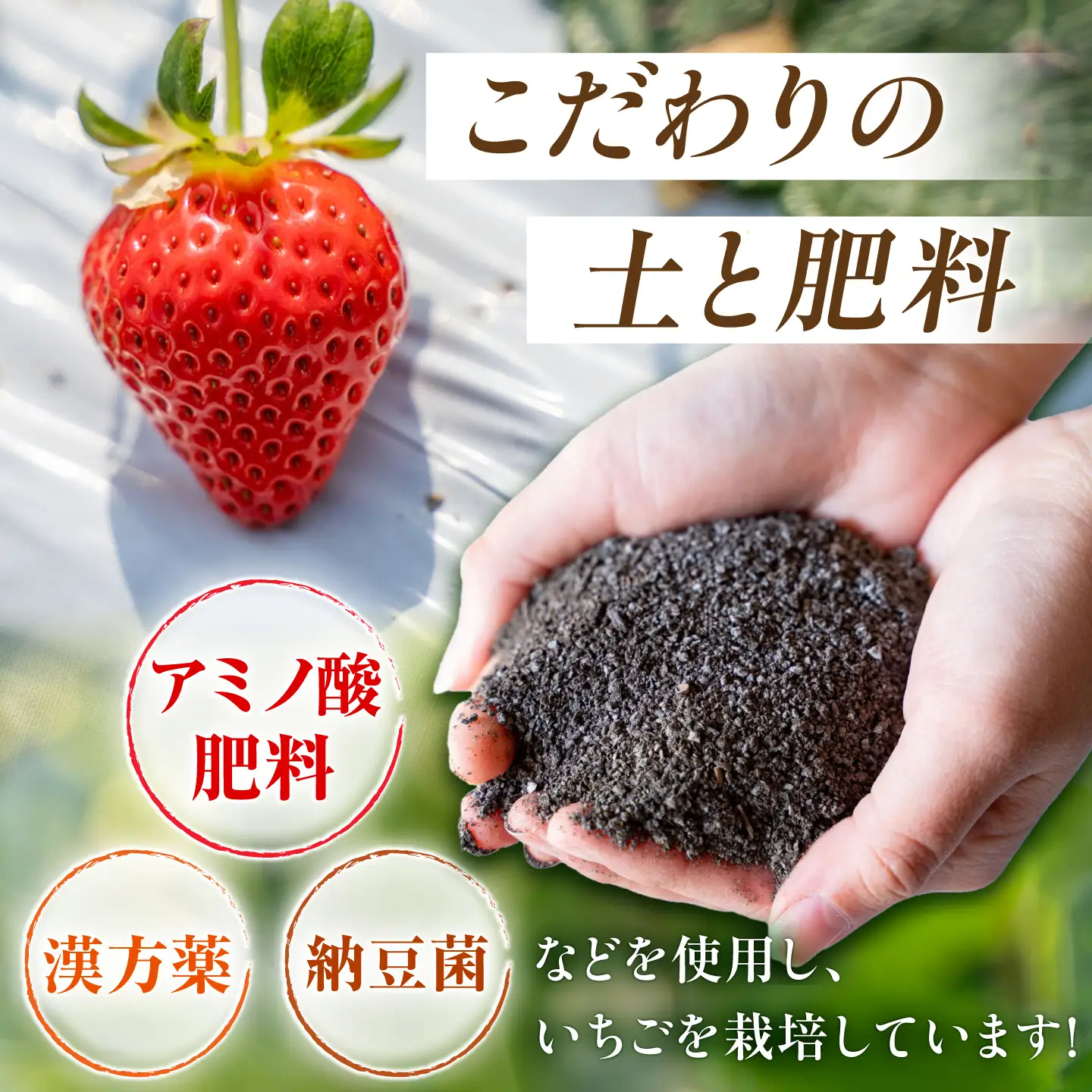【先行予約】 いちご 恋みのり約1080g(約270g/6〜11粒×4p) 熊本いちご苺イチゴZFO006