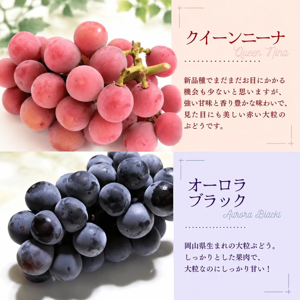 【訳あり】 シャインマスカット 岡山県産ぶどう 訳あり種なしぶどう２種セット2房約1kg シャインマスカット入り 【nisfarm020-01】