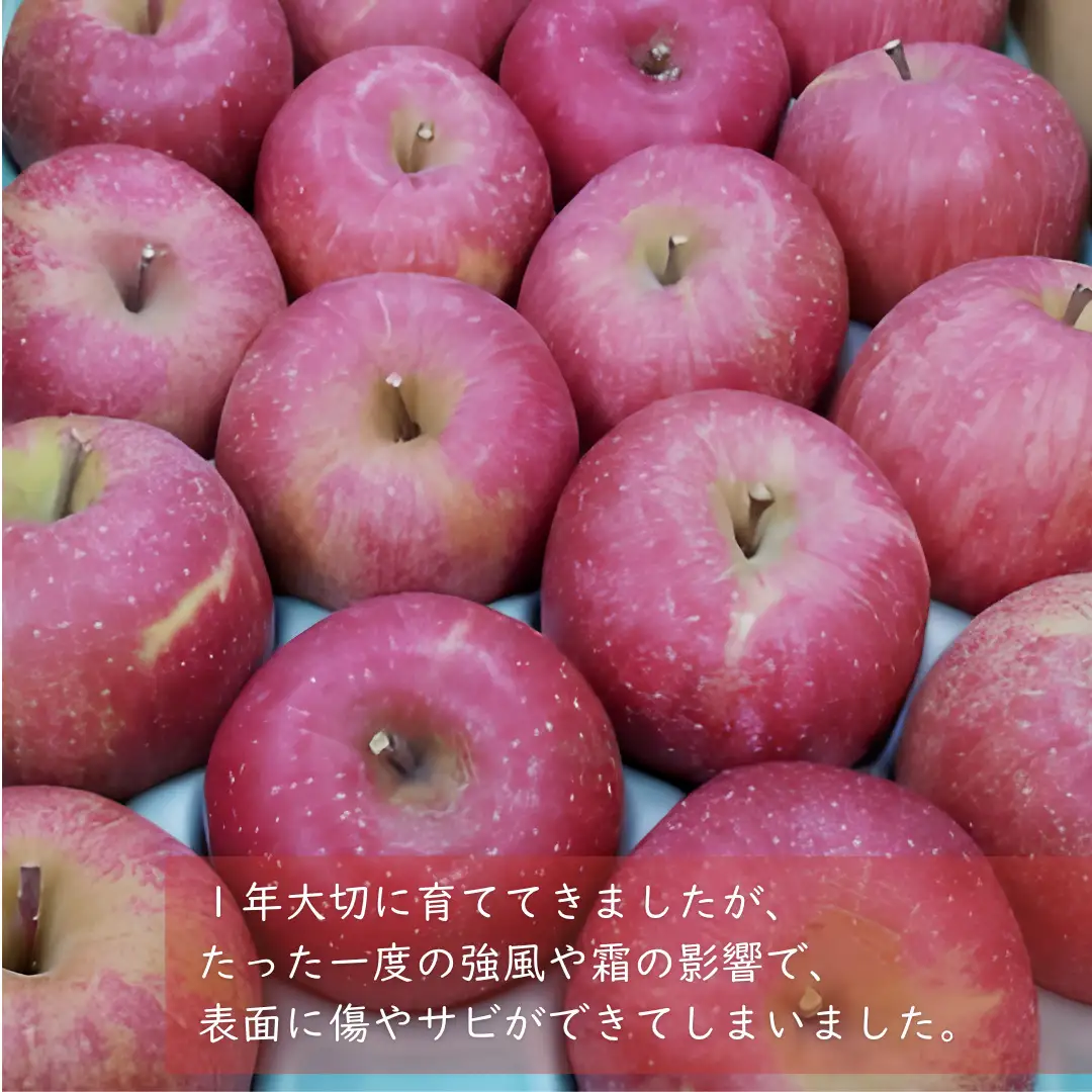KR17 サンふじ 家庭用 中玉 約5kg（14～16玉） 長野県松川町産／11月下旬頃～配送予定//長野県 南信州 リンゴ 林檎 ふじ さんふじ 訳あり 自家用 農家直送 農家支援 産地直送