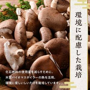 【2026年9月発送】 生しいたけ【形が悪いなどの訳あり品】1.6kg（200g×8袋） F4G-0325
