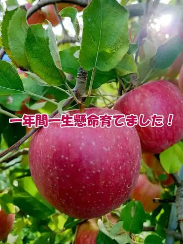 【2026年産】 シャキシャキ葉とらず ふじりんご 約10kg 特別栽培農産物 長野県産 りんご リンゴ フルーツ 果物 おやつ デザート 信州 上田 贈答用
