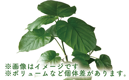 観葉植物 ウンベラータ60cm～80cm Green Base IB003-040 観葉植物 観葉植物