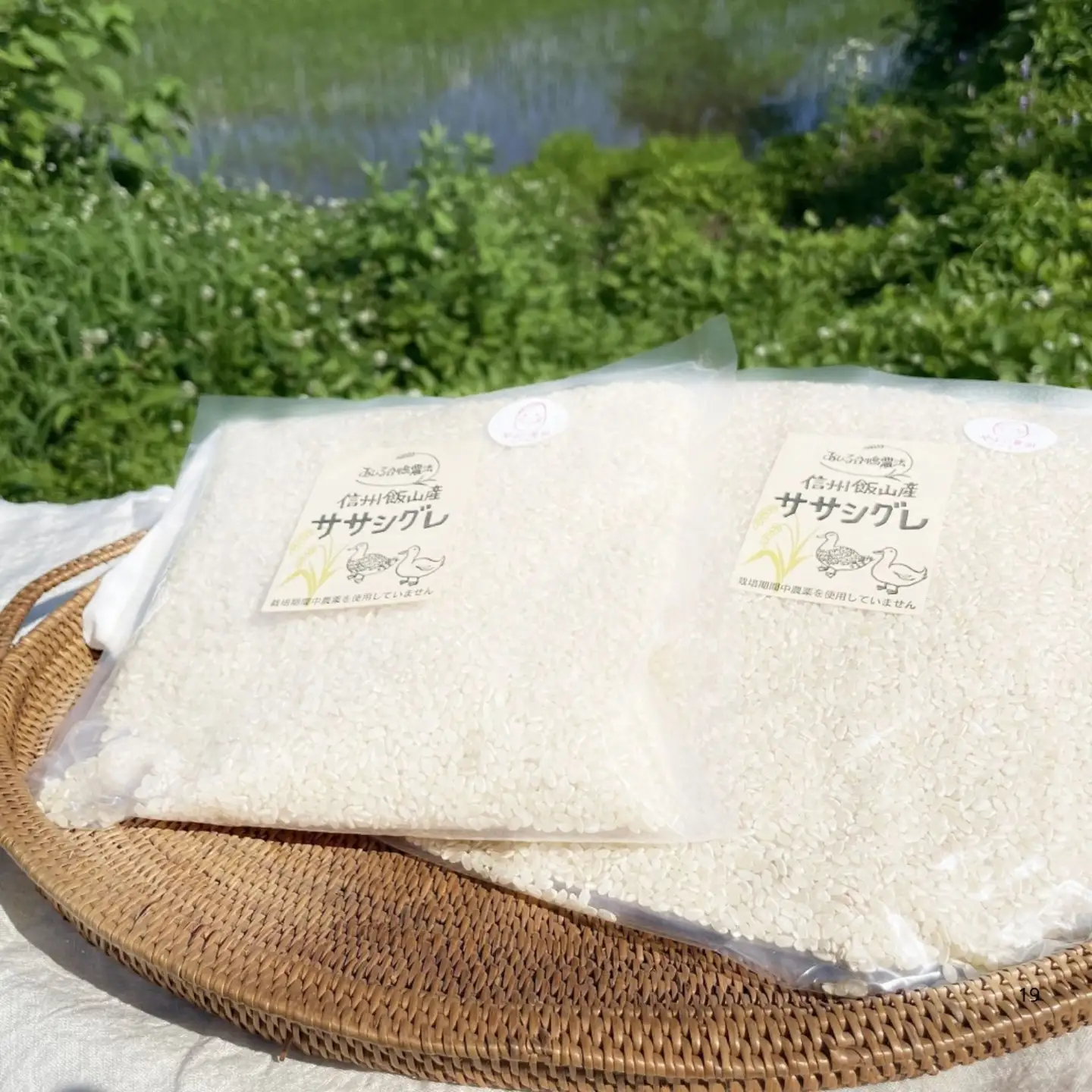 米 【4.5kg】 令和7年産 ササシグレ 長野県産 【やよい農園】7-88