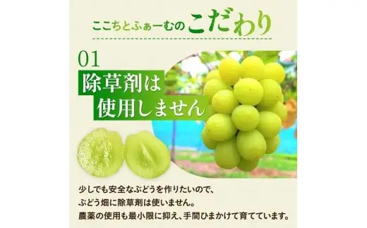 【2026年先行予約】 ここちとふぁーむ 【ご自宅用】 岡山県産 シャインマスカット お試し1房 500g以上 マスカット 【koko014-01】