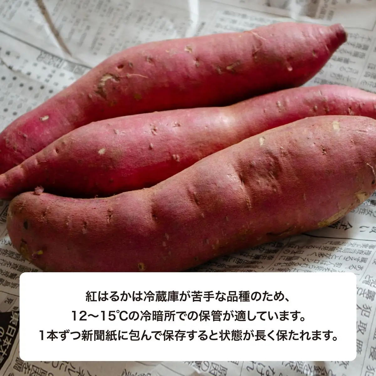 【先行予約】 にかほ市 象潟町 大須郷産「 さつまいも 2ヶ月 熟成 紅はるか 5kg 」【 産地直送 国産 芋 おいも 定番 焼き芋 イモ 野菜 長期熟成 秋田県 にかほ】