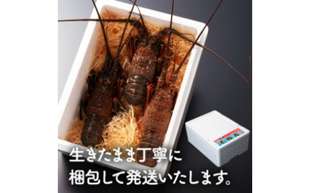 【 先行予約 2026年度発送 】 特選活伊勢エビ 3尾 （500～550g） 伊勢エビ
