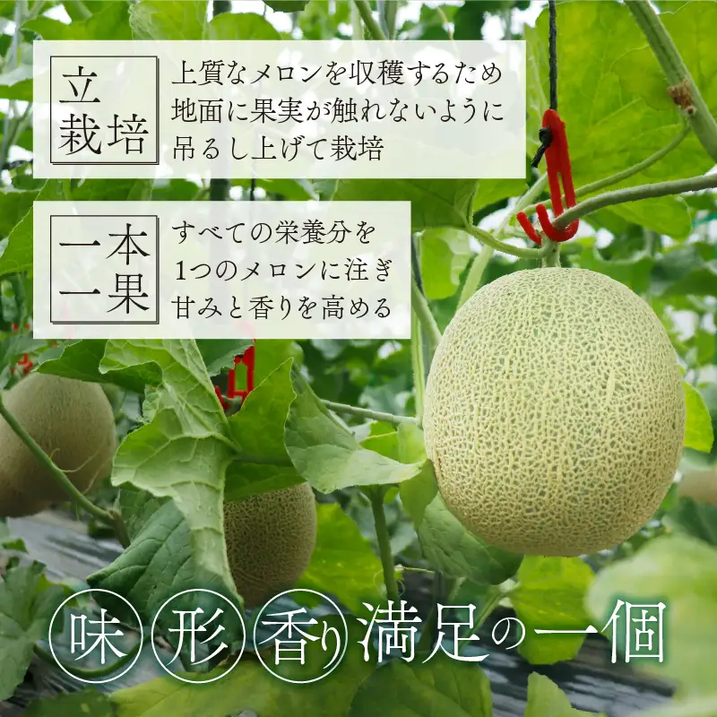 【先行予約】アールスメロン 青肉 1玉 [A-060005]