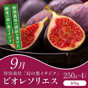【定期便 6回】旬の恵み！福岡フルーツ定期便 _ 定期便 6回 フルーツ 完熟 マンゴー シャインマスカット 黒イチジク ビオレソリエス キウイ 甘うぃ 柿 福岡県GAP 秋王 あまおう いちご グルメ 旬 お取り寄せ 福岡県 久留米市 送料無料  〔Tk127〕