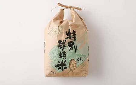 【玄米】 夢つくし （特別栽培米） 約10kg 福岡県産 令和7年産 玄米 米 こめ コメ
