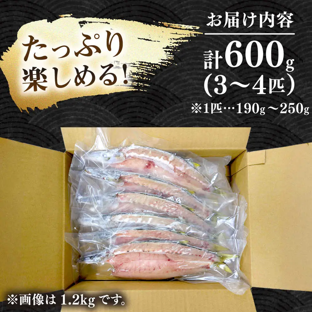 アカカマス 干物 3～4枚 JAQ036 かます