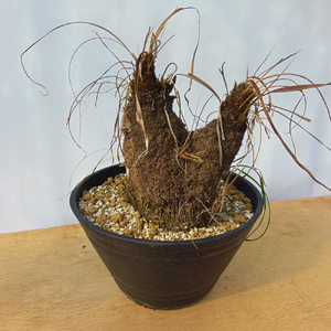 キセロフィタ トリコフィラ (発根管理済) A006｜観葉植物 コーデックス [0687]