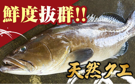 【全12回定期便】 【 対馬産 】 天然 クエ 300g （身のみ）《対馬市》【石川水産】 鍋 水炊き 鮮度抜群 海鮮[WAB035]